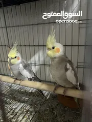  3 2 young home breed cockatiels for sale