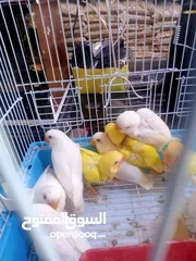  18 يتوفر لدينا مجموعه انواع طيور اليفه  دره اليف  لوري اليف  كوكتيل اليف  روز اليف  حب اليف