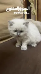  6 Kitten sherazi