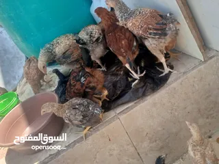  9 فراخ دجاج عدد 13 للبيع