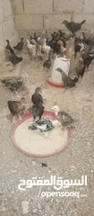  1 فرريج البيع