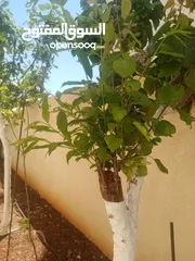  3 كافة الخدمات والأعمال الزراعية بأحدث الطرق العلمية