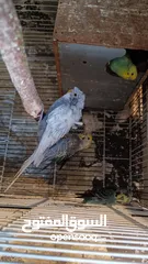  3 طيور حب البيع هاجرمو