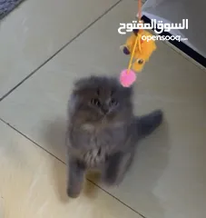  3 قطه نثيه سكوتش للبيع