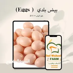  4 طائر السمان الفري او السلوى