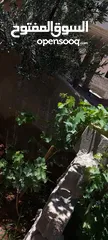  14 بيت طابقين منطقه شومر