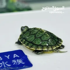  3 عروض نار سلاحف النينجا (ninja turtle)