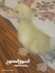  29 بطبوط بطه صوص مطعم    ا