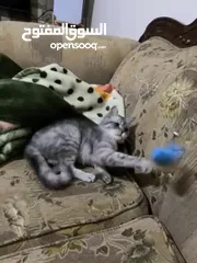  4 قط سكوتش فولد ستريت