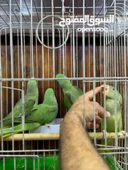  7 كاساندرا اليف زق يدوي