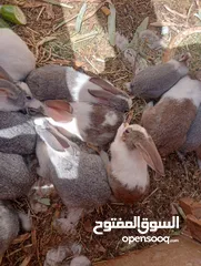  4 ارانب بلدي