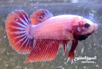  7 betta fish