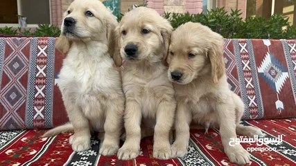  8 For Sale Puppies Golden Retriever للبيع جولدن ريتريڤر بيور - العمر شهرين