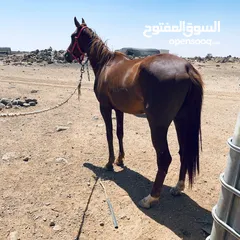  7 خيل لبيع العمر سنتين