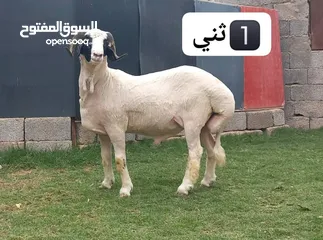  1 خرفان عيد درجه اولي وفيهم مواصفات فحوله