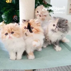  1 Persian Kitten for Adoption