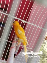  5 طواير بنديق