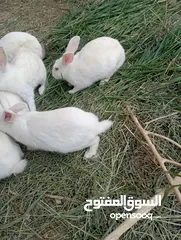  2 زوج وز منتج للبيع وارانب كبار وصغار