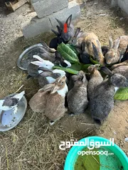  20 ارانب  عماني وتهجين وهولندي