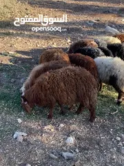  11 خرفان بلدي للبيع