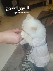  2 قطه هملاياء