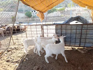  2 ماغز لاتينو جامبو وسيناني الاول في العالم للحليب