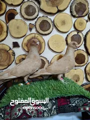 2 السلام عليكم بسم الله ما شاءالله جواز كلها نخب اول