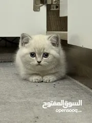  3 للبيع قطه بصلاه على النبي