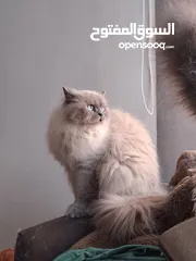  1 هملايا معقم Neutered himalayan cat