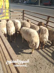  1 عقايق ... إنذار..... فدوى ....