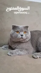  14 أنثى سكوتش فولد