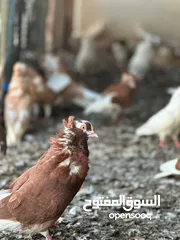  3 حمام نمساوي طيور للبيع Dove