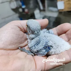  8 جوز روز  ابلاين تحته بيض مخصب وفراخ روز للزق اليدوي وجواز كنارات وفراخ كمان كل اشي الو سعرو