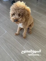  2 بودل عمره سنه و5شهور
