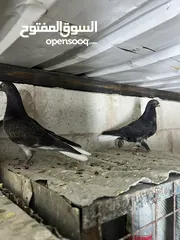  22 فراخ للبيع