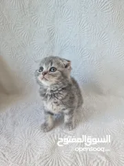  3 سكوتش فولد Scottish fold