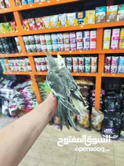 4 طيور كوكتيل 8 حبات كلو اليف شوف الريلز