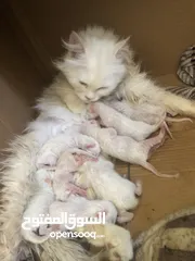  1 قطه شرازي صار يومين من جابت   جواها 9افراخ مثل ما واضح بل صوره