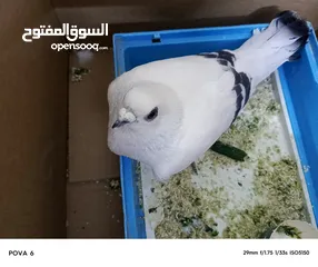  9 حمام للبيع بسعر مناسب قابل للتفاوض في عمان أو اربد للي حاب يتواصل معي وما بقصر نوع شفر