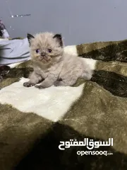  9 قطط عمرها 3 شهور