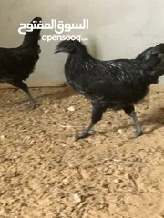  1 دجاج لمير قيني