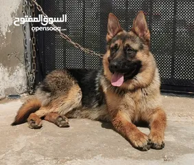  1 كلب جيرمن بيور عمره سنه وشهر للبيع