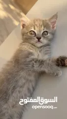  2 قطط صغيرة عمر 3 أشهر عدد 6 للبيع