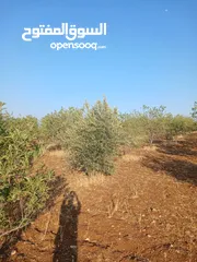 8 مزرعه أربعه دونم مشيكه بالكامل ارض زراعيه وبيت ريفي غرفتين وحمام ومطبخ صغير وباربكيو وساحه واسعه
