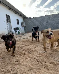  3 كلاب شيواوا للبيع