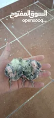  4 فــــــراخ روز وفــــــراخ كوكتيـــل للـــزق اليــــدوي