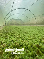  11 علف الازولا يزرع مره وينتج يوميا مدى الحياه للدجاج والمواشي وجميع الحويانات