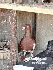  2 فحلين مكابي مرتبات