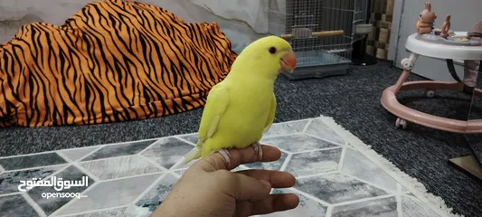 6 ببغاء دره لو اصفر مميز