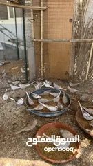  7 Dove bird pigeon دوف مكس للمهتمين للتربية منتج